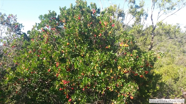 Erdbeerbaum (corbezzolo?), i frutti hanno i colori nationali d'Italia, sono mangiabili