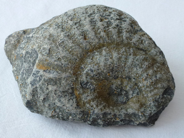 Ammonit, Hauetenbach, Bönigen