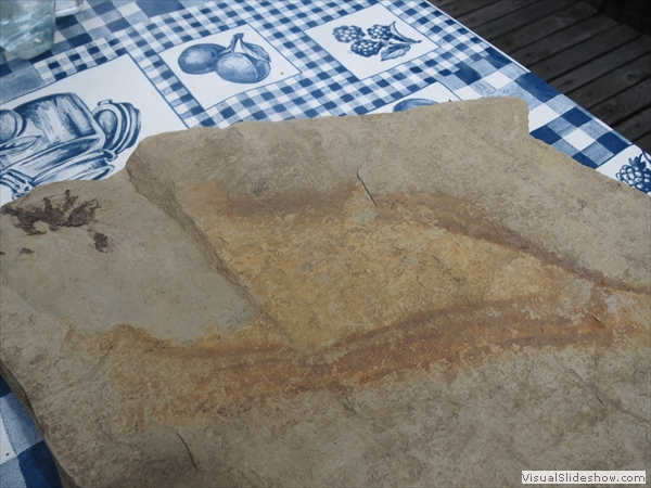 Ein Petrefakt (Blatt), von Edi gefunden, vielleicht 140 Mio. Jahre alt 